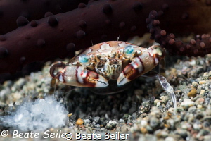 Crab by Beate Seiler 